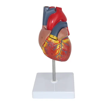 Моделът на човешкото сърце е в реален размер 1:1, разобранная анатомическая модел на човешкото сърце, анатомический медицински образователен инструмент с номер знак